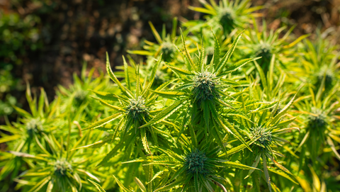 Du soleil et du CBD : bienvenue dans le terroir français du bien-être !
