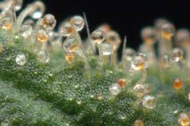 Les Terpènes dans les Fleurs de CBD : Quand la nature joue les aromathérapeutes