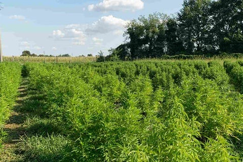 Fleurs de CBD du Sud de la France : la pétale qui valait de l’or (sans faire planer)