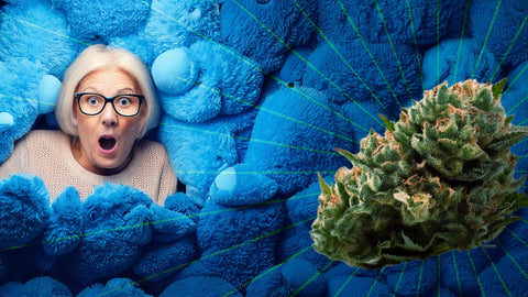 Blueberry CBD : L’intensité des baies sauvages cultivée à Nîmes