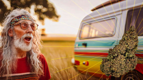 Strawberry CBD : La douceur fruitée cultivée à Nîmes