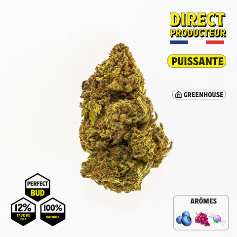 BLUEBERRY  PERFECT BUDS