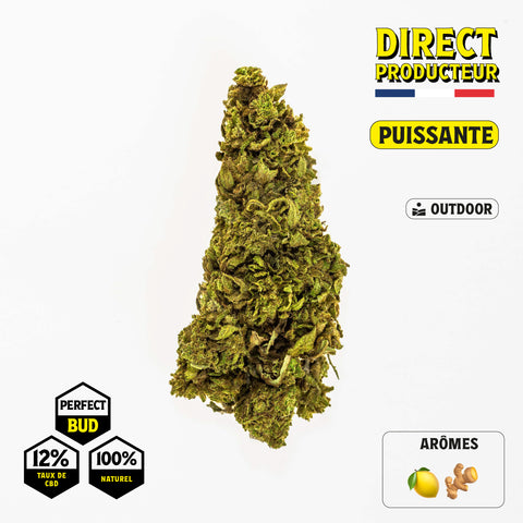 OG KUSH PERFECT BUDS