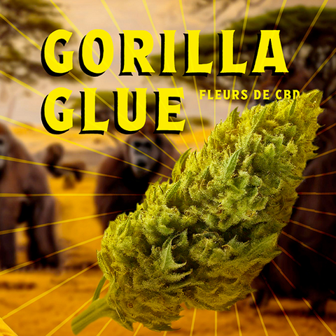 Gorilla Glue CBD : Une fleur de caractère en direct de Nîmes