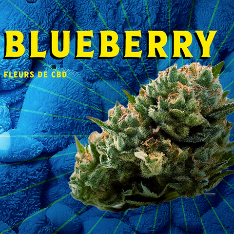 Blueberry CBD : L’intensité des baies sauvages cultivée à Nîmes